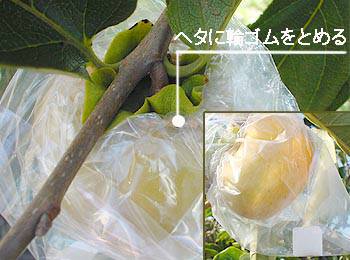 樹生り固形脱渋剤使用例1庄内柿