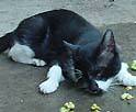 �L�ƃ}�^�^�r3