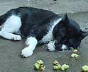 �L�ƃ}�^�^�r4