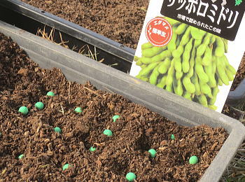 枝豆サッポロミドリ発芽