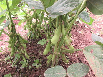 枝豆サッポロミドリ実
