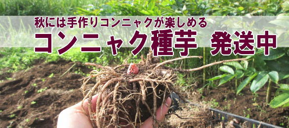 コンニャク種芋