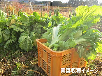 山形青菜収穫イメージ