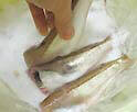߂̉ŉЂ