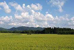 WiS