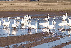 12�����i�S