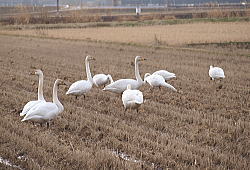 1�����i�S