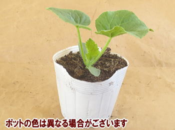 lbgڂc