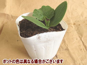 炩ڂᎩc