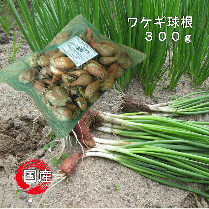ワケギ球根/分葱球根 元気な種苗どもんしょうてん