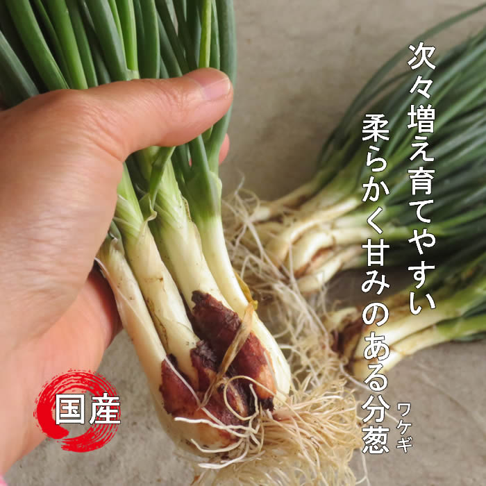 ワケギ球根/分葱球根 元気な種苗どもんしょうてん