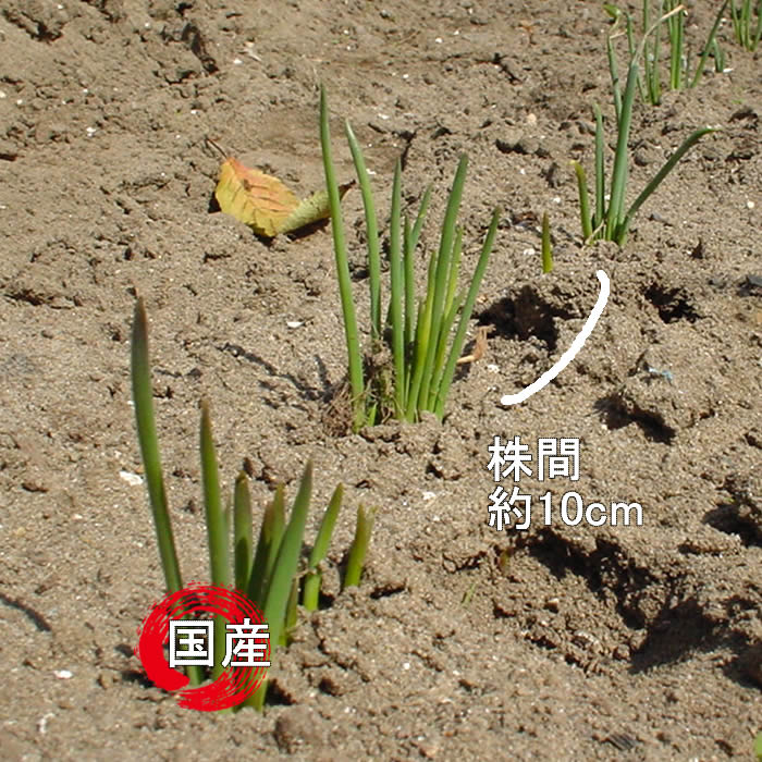 ワケギ球根/分葱球根 元気な種苗どもんしょうてん