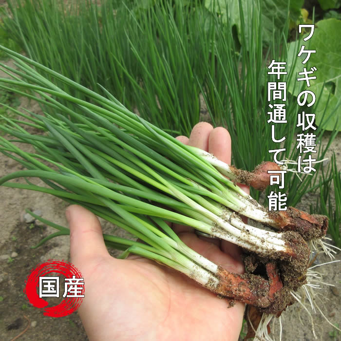 ワケギ球根/分葱球根 元気な種苗どもんしょうてん