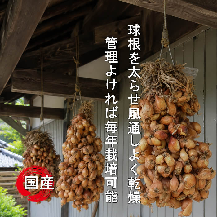 ワケギ球根/分葱球根 元気な種苗どもんしょうてん