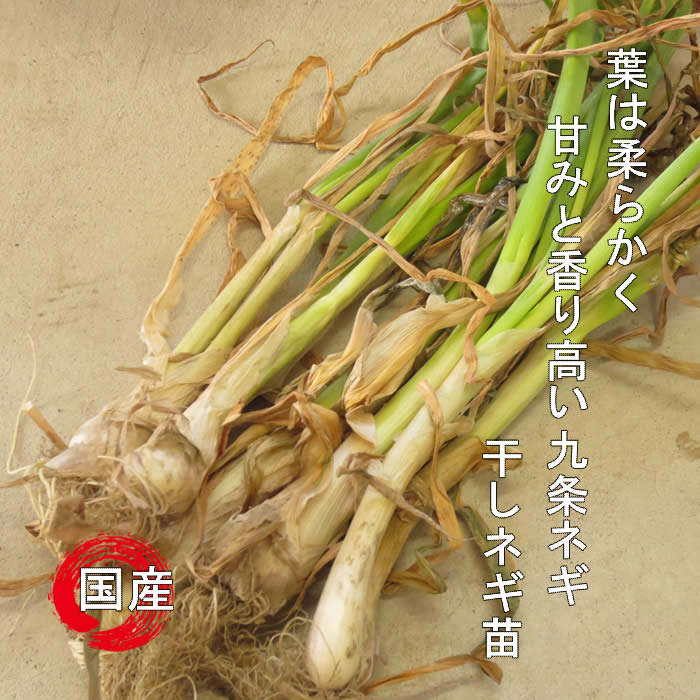 九条ネギ苗/九条ねぎ苗 元気な種苗どもんしょうてん