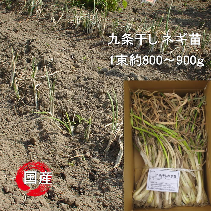 九条ネギ苗/九条ねぎ苗 元気な種苗どもんしょうてん