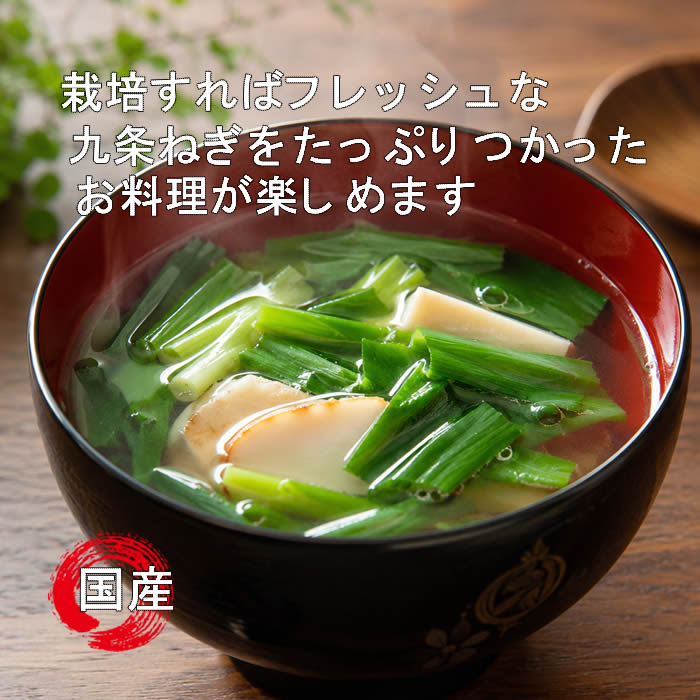 九条ネギ苗/九条ねぎ苗 元気な種苗どもんしょうてん