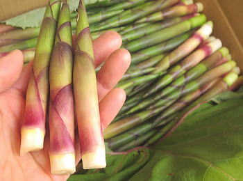 �n�|������C���[�W���C��