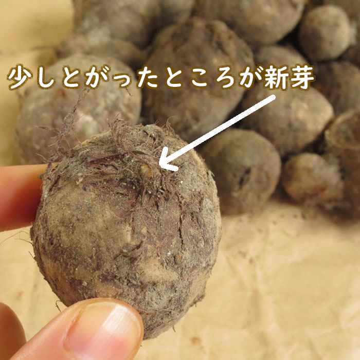 焼き肉定食様専用】女早生 里芋 出逢う 土付き 親芋 種芋