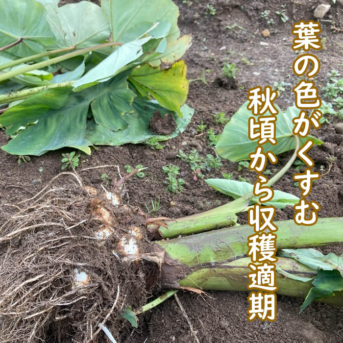 千葉県産 石川早生 里芋 種芋 Sサイズ 20kg 千葉県産 石川早生 里芋 種芋 Sサイズ 20kg - Vegetables最低 価格