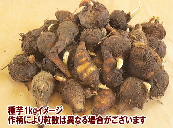 �Y�C�L���1kg�C���[�W