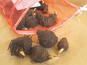 �Y�C�L���