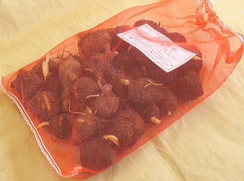 �Y�C�L���/����ǂ������C��