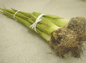 �Y�C�L���n �e���ƌs