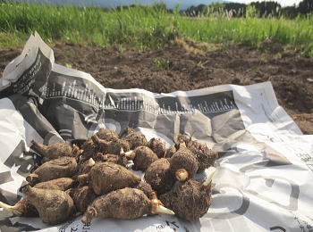 �Y�C�L����C���[�W