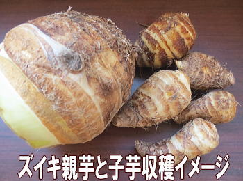 �Y�C�L�e���Ǝq�����n�C���[�W