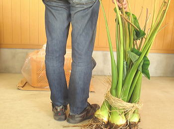 �Y�C�L���n �e���ƌs