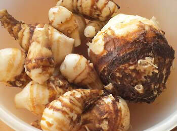 �Y�C�L���n�e���E�q��