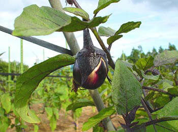 ۏȂi